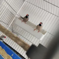 فنچ  کراواتی