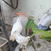 کبوتر پرشی جفت ۵۰۰ تومان ،معاوضه با مرغ عشق|پرنده|آمل, |دیوار