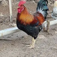 یه جفت فنچ و خروس