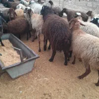 گوسفند زنده ، میش ، بره