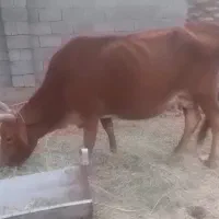 گاو و گوساله ماده بومی