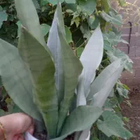فروش گل|گل و گیاه طبیعی|رشت, پل تالشان|دیوار