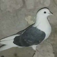 کفتر|پرنده|نیمروز, |دیوار