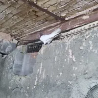 کبوتر|پرنده|جغتای, |دیوار