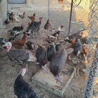 مرغ محلی وبوقلمون