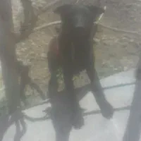 سگ خیلی باهوش ژرمن مالینویز واکسن خورده