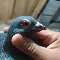 کبوتر مگس نر مست