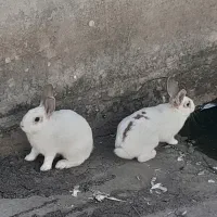 خرگوش