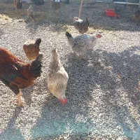 مرغ بومی|حیوانات مزرعه|تیکمه داش, |دیوار