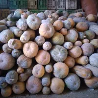 ۳۵۰۰تن کدوی دورنگ سالم بفروش می‌رسد