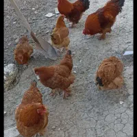 مرغ و خروس پاپر زیبا (دورگه برهما)|حیوانات مزرعه|فرح آباد, |دیوار