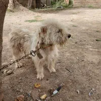 پاکوتاه پشمالو|سگ|گنبد کاووس, |دیوار