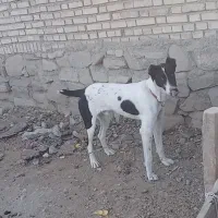 توله نه ماهه نر
