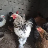 مرغ وخروس برهما