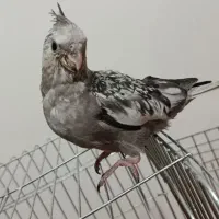 جوجه عروس هلندی