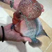 فلاورن هورن شرت بادی غول