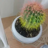 گل کاکتوس و...|گل و گیاه طبیعی|قوچان, |دیوار