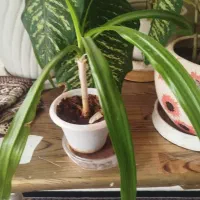 گلدون|صنایع دستی و سایر لوازم تزئینی|یزد, |دیوار