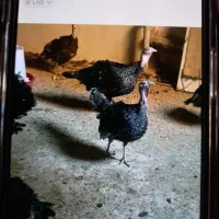 جوجه بوقلمون جوجه گلین نژاد خوب ریش چهل تخم نطفه|حیوانات مزرعه|آبیک, |دیوار