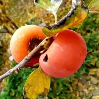 مشاوره و فروش کودهای ارگانیک