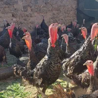 بوقلمون|حیوانات مزرعه|اصلاندوز, |دیوار