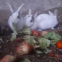 خرگوش ۴۰۰تومن