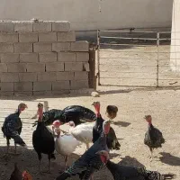 بوقلمون محلی|حیوانات مزرعه|نهاوند, |دیوار