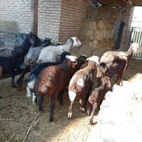 9راس گوسفند7تاش بره دار شکم سوم چهارم