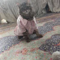 گربه گمشده