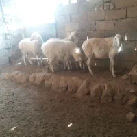 ۴عددبره ماده|حیوانات مزرعه|قائن, |دیوار