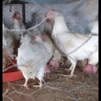 مرغ سفید (قربانی)