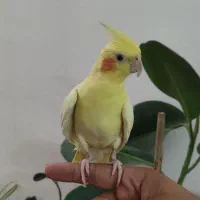 عروس هلندی و تازه دون خور لوتینو