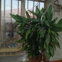 گلی جوان و گوره|گل و گیاه طبیعی|بانه, |دیوار