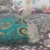 عروس هلندی لوتینو