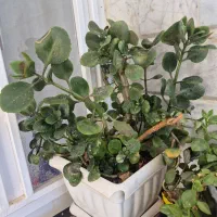 گل قاشقی وآلوورا|گل و گیاه طبیعی|قائن, |دیوار