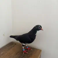 کبوتر