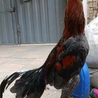 جوجه لاری هشت ماهه