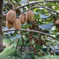 فروش عمده کیوی