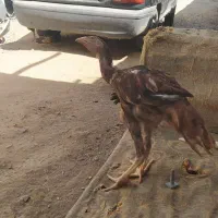 جوجه لاری و تخم لاری ومرغ