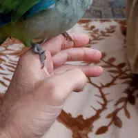 طوطی راهب ۴۵روزه|پرنده|تبریز, |دیوار