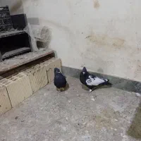 چندتاکفترشهرستانی شرط دوروزرنگ|پرنده|شوشتر, |دیوار