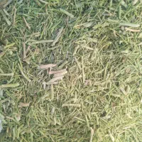 خارشتر