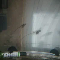 ماهی زیبای شیشه ای|ماهی|قم, اسمعیل آباد|دیوار