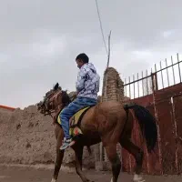 اسب نریان کورد