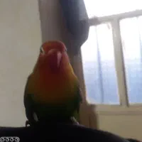 طوطی برزیلی