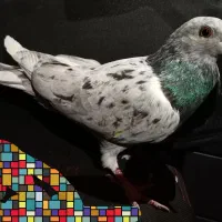 کبوتر سرور نر گرفتنی|پرنده|دیواندره, |دیوار