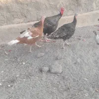 بوقلمون‌‌‌‌.کفتر‌.مرغ‌‌‌‌.جوجه‌بوقلمون‌|حیوانات مزرعه|قم, شهر قائم|دیوار