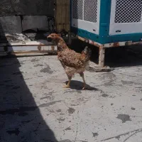 مرغ