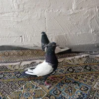 سرته سی نرو ماده معاوضه|پرنده|خرمآباد, |دیوار