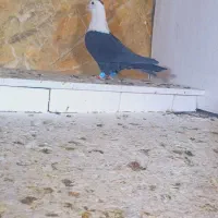 کبوتران علی خلیلی